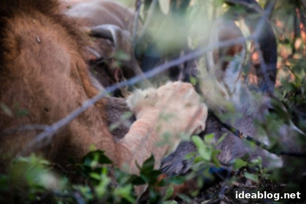 Botswana's Okavango Delta A River of Life 17 Lion on Safari - Botswana Wildlife