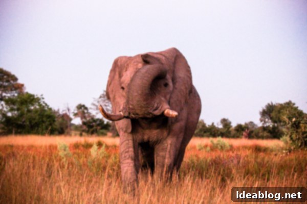 Botswana's Okavango Delta A River of Life 21 Okavango Delta Elephant Profile