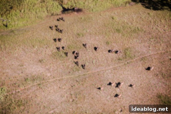 Botswana's Okavango Delta A River of Life 8 Okavango Delta Safari Vehicle on Game Drive