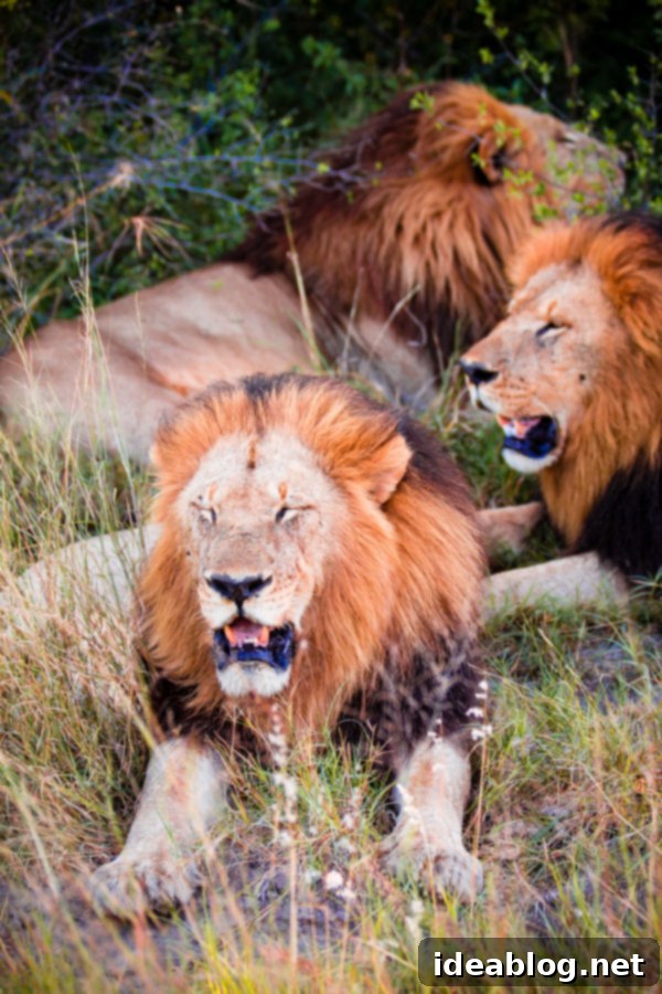 Okavango Delta Botswana The Journey Continues 14 Three Male Lion Brothers Resting in Okavango Delta