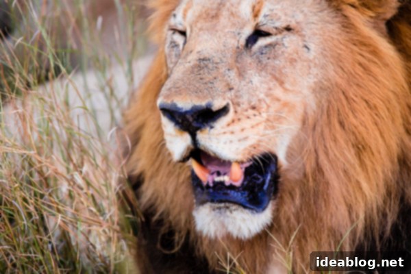 Okavango Delta Botswana The Journey Continues 15 Magnificent Lion Mane in the Okavango Delta