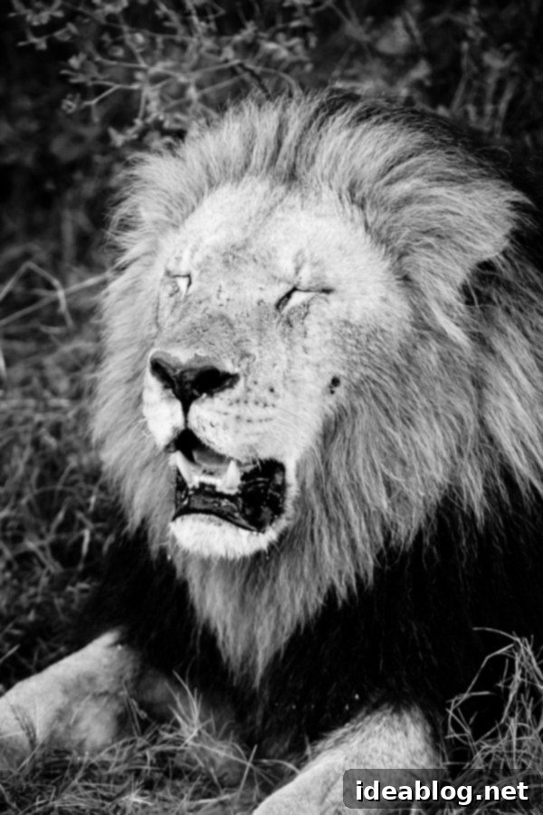 Okavango Delta Botswana The Journey Continues 18 Close-up of a Lion's Face, Okavango Delta Safari