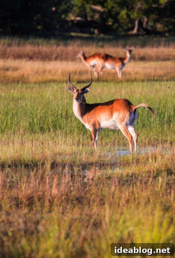 Okavango Delta Botswana The Journey Continues 3 Expansive Views of the Okavango Delta, Botswana