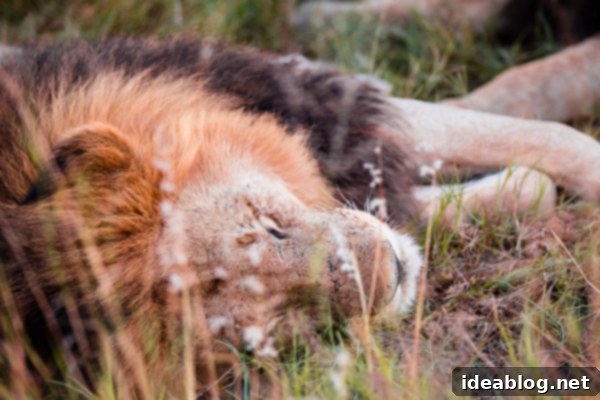 Okavango Delta Botswana The Journey Continues 19 Lions in the African Bush, Okavango Delta