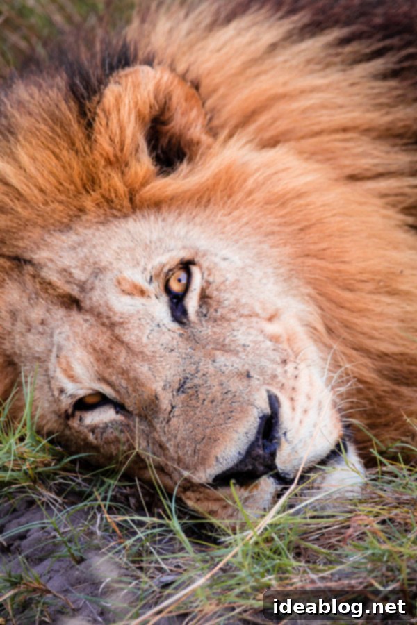 Okavango Delta Botswana The Journey Continues 20 Safari Vehicle Observing Lions in Okavango Delta