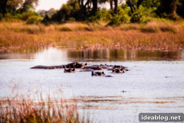 Okavango Delta Botswana The Journey Continues 21 Relaxing at the Safari Camp in Okavango Delta