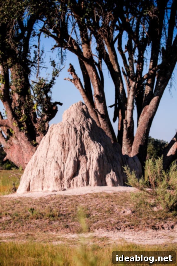 Okavango Delta Botswana The Journey Continues 25 Path Leading to Safari Tents in Okavango Delta