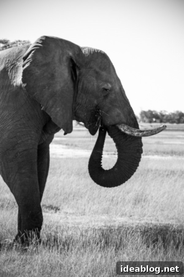 Okavango Delta Botswana The Journey Continues 26 Wildebeest Herd in the Okavango Delta