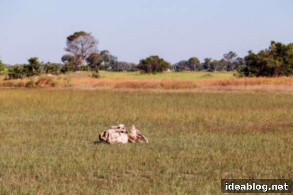 Okavango Delta Botswana The Journey Continues 28 Massive Hippo Skull in the Okavango Delta
