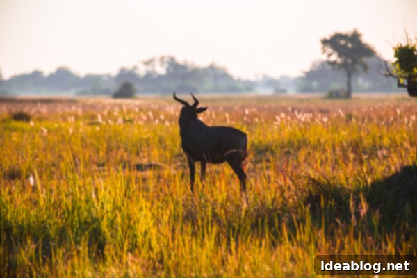 Okavango Delta Botswana The Journey Continues 4 Lush Grasses and Morning Light in the Okavango Delta