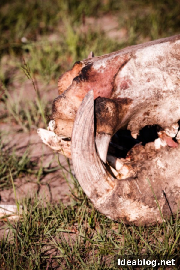 Okavango Delta Botswana The Journey Continues 29 Hippo Vertebrae and Skull, Okavango Delta
