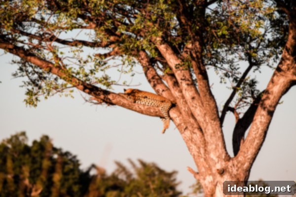 Okavango Delta Botswana The Journey Continues 33 Elusive Leopard Spotted in a Tree in Okavango Delta