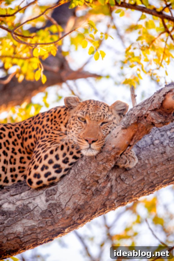 Okavango Delta Botswana The Journey Continues 34 Female Leopard Posing in a Tree at Sunset, Okavango Delta