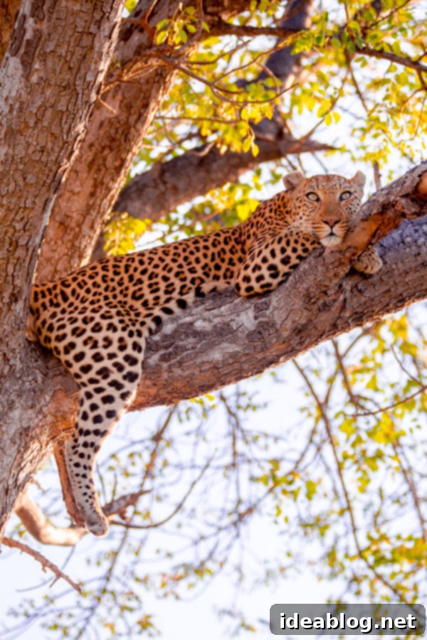 Okavango Delta Botswana The Journey Continues 35 Leopard's Striking Coat in the Golden Light of Botswana