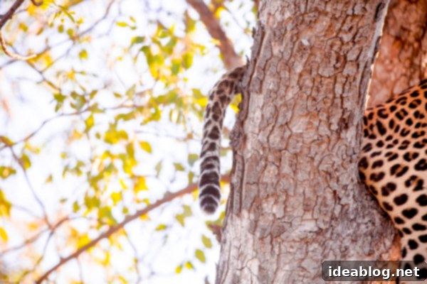 Okavango Delta Botswana The Journey Continues 36 Leopard Resting on a Branch in the Okavango Delta