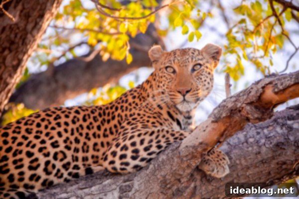 Okavango Delta Botswana The Journey Continues 37 Captivating Gaze of a Leopard in Okavango Delta
