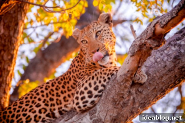 Okavango Delta Botswana The Journey Continues 38 Leopard Blending with Tree Branches in African Bush