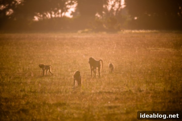 Okavango Delta Botswana The Journey Continues 5 Baboons Foraging in the Okavango Delta, Botswana