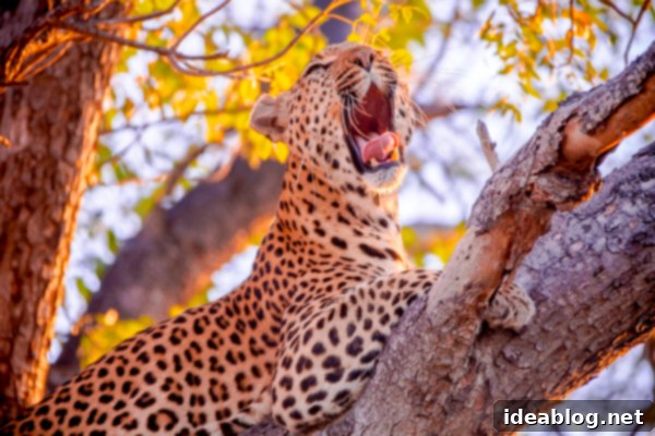 Okavango Delta Botswana The Journey Continues 39 Graceful Leopard in Natural Habitat, Okavango Delta