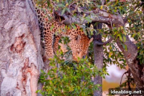 Okavango Delta Botswana The Journey Continues 40 Leopard Descending from a Tree in Okavango Delta