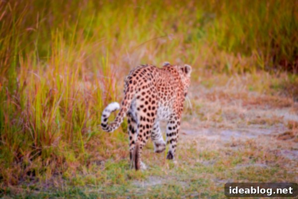 Okavango Delta Botswana The Journey Continues 41 Leopard Walking Away into the Okavango Delta Bush