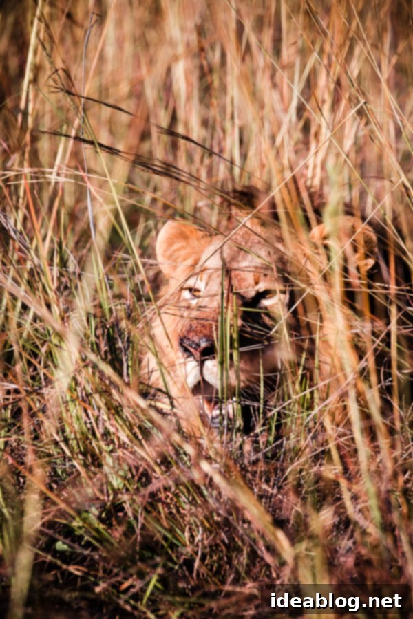 Okavango Delta Botswana The Journey Continues 8 Male Lion Feasting on Impala Remains in Okavango Delta