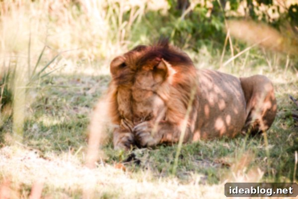Okavango Delta Botswana The Journey Continues 9 Male Lion Drinking Water in the Okavango Delta