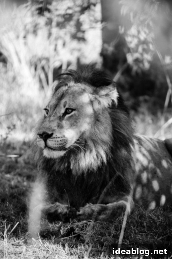 Okavango Delta Botswana The Journey Continues 10 Lion Resting in the Shadows of the Okavango Delta