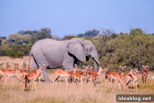 Okavango Delta: Botswana's Realm of Giants 12 The Okavango Delta, Botswana - Giraffe among trees