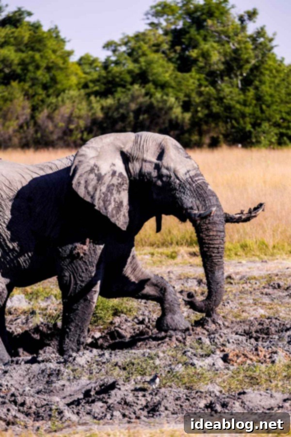 Okavango Delta: Botswana's Realm of Giants 13 okavango-delta-safari-1-168 - Elephant herd in the bush