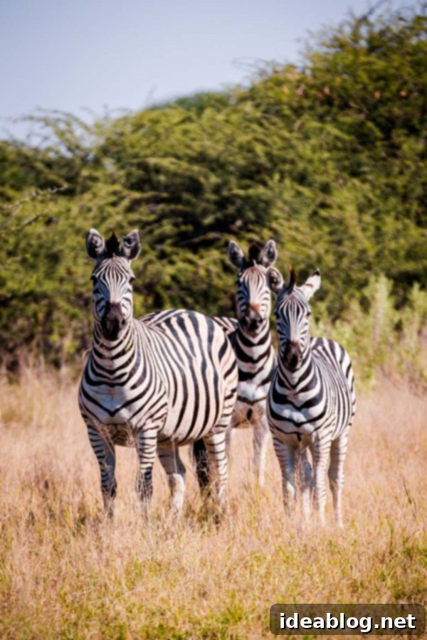 Okavango Delta: Botswana's Realm of Giants 14 The Okavango Delta, Botswana - Zebra herd