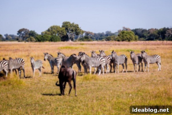 Okavango Delta: Botswana's Realm of Giants 15 The Okavango Delta, Botswana - Zebras in the wild