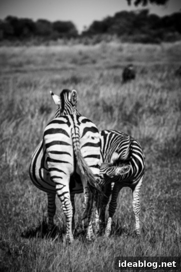 Okavango Delta: Botswana's Realm of Giants 16 The Okavango Delta, Botswana - Pregnant zebra and calf