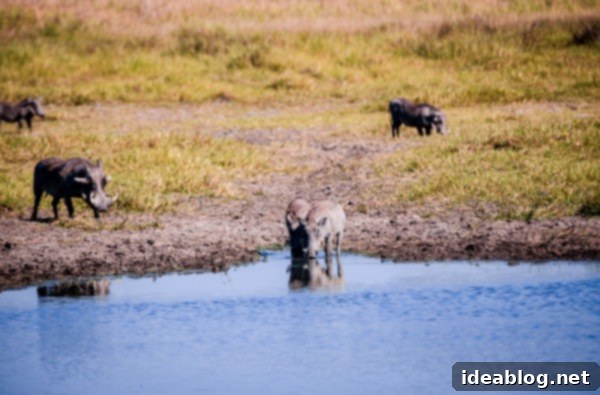 Okavango Delta: Botswana's Realm of Giants 17 The Okavango Delta, Botswana - Animals at a watering hole