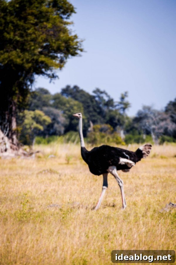 Okavango Delta: Botswana's Realm of Giants 18 The Okavango Delta, Botswana - Male ostrich