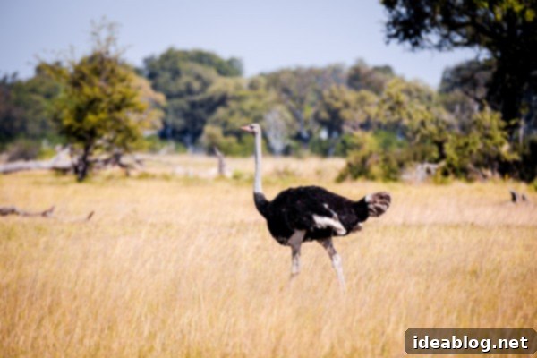 Okavango Delta: Botswana's Realm of Giants 19 The Okavango Delta, Botswana - Male ostrich walking away
