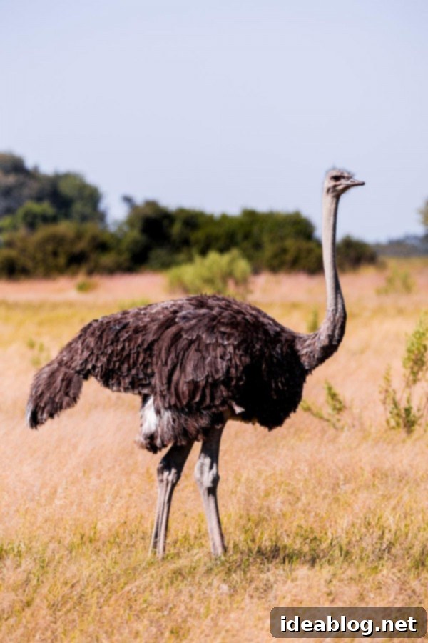 Okavango Delta: Botswana's Realm of Giants 20 The Okavango Delta, Botswana - Female ostrich protecting nest