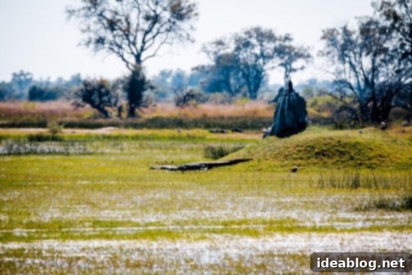 Okavango Delta: Botswana's Realm of Giants 21 The Okavango Delta, Botswana - Picnic lunch in the bush