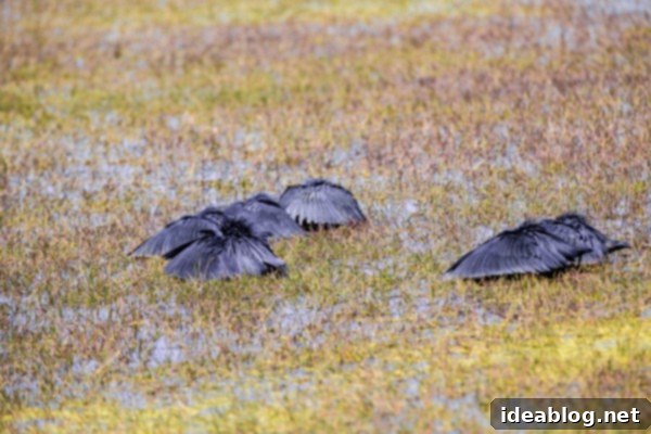 Okavango Delta: Botswana's Realm of Giants 22 The Okavango Delta, Botswana - Black herons fishing