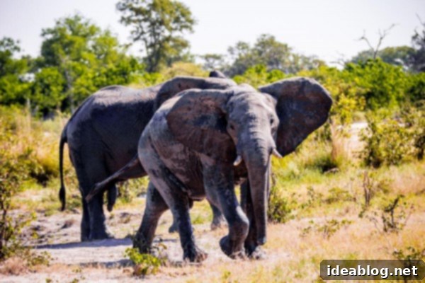 Okavango Delta: Botswana's Realm of Giants 23 The Okavango Delta, Botswana - Elephant with calf