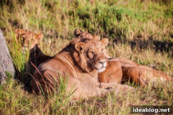 Okavango Delta: Botswana's Realm of Giants 4 The Okavango Delta, Botswana - Lioness resting