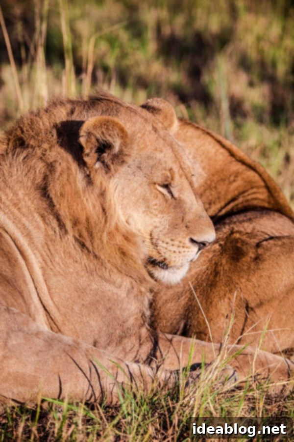 Okavango Delta: Botswana's Realm of Giants 5 The Okavango Delta, Botswana - Young lions under a tree