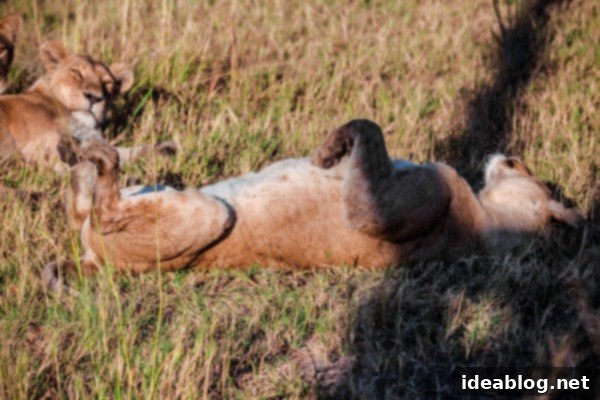 Okavango Delta: Botswana's Realm of Giants 6 The Okavango Delta, Botswana - Close-up of a lion
