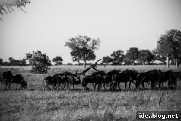 Okavango Delta: Botswana's Realm of Giants 8 The Okavango Delta, Botswana - Safari vehicle on track
