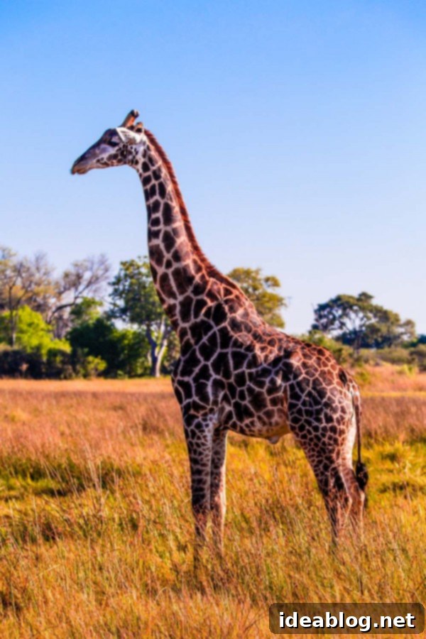 Okavango Delta: Botswana's Realm of Giants 9 The Okavango Delta, Botswana - Giraffe browsing