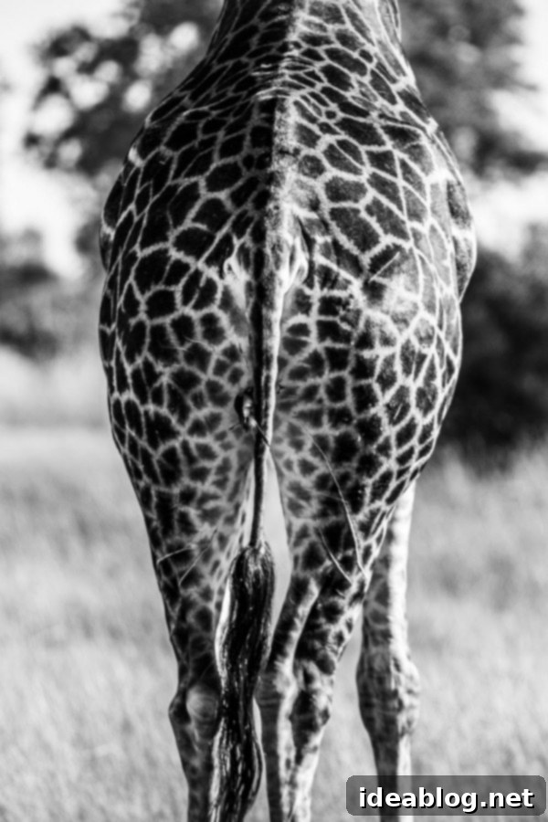 Okavango Delta: Botswana's Realm of Giants 10 The Okavango Delta, Botswana - Giraffe with neck extended