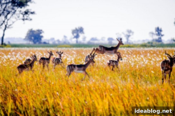 Chobe National Park and Victoria Falls Part Four 2 Impala - The Okavango Delta, Botswana