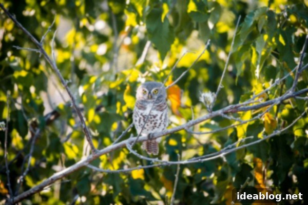 Chobe National Park and Victoria Falls Part Four 11 African Barred Owlet