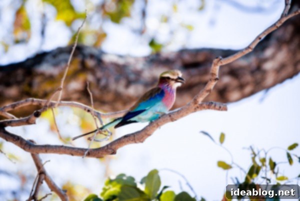 Chobe National Park and Victoria Falls Part Four 3 Lilac-Breasted Roller Bird