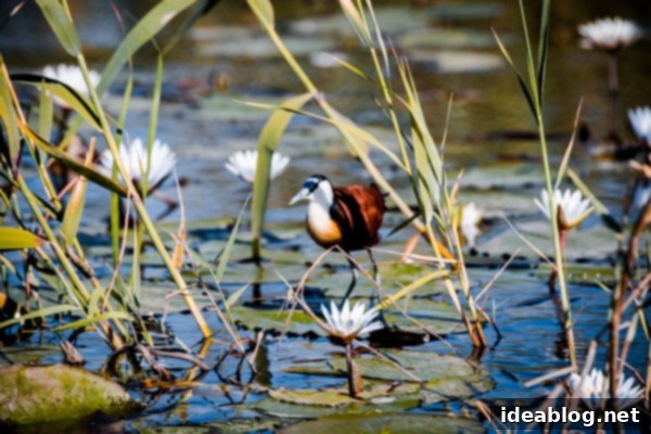 Chobe National Park and Victoria Falls Part Four 4 Jacana Bird